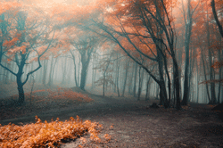 Autumn scene in a wood